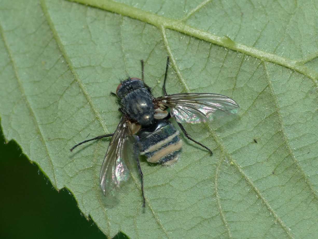 Calliphoridae colpito da Entomophthora muscae